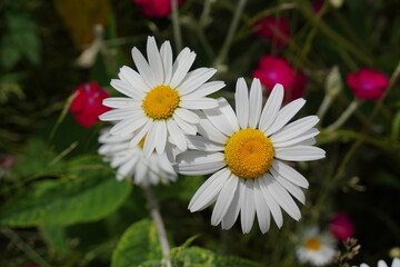 Fototapeta premium daisy flower background. bright summer blooming wild flowers in meadow. 