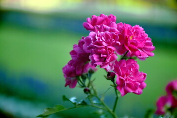 Róża pnąca © Piotr