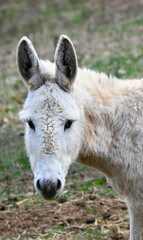 Burro All in White