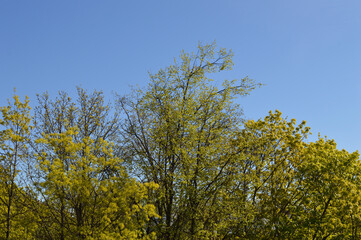 Young foliage of trees.