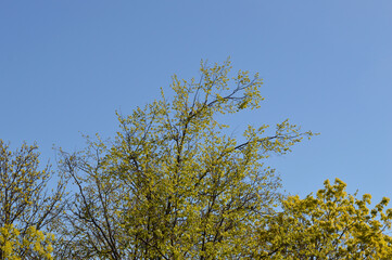 Young foliage of trees.