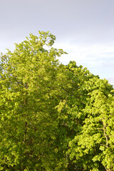Tree foliage on sunny day.
