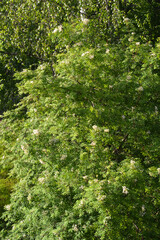 Blooming rowan tree.