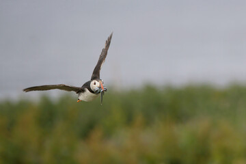 An Atlantic Puffin in Flight with Sand Eels
