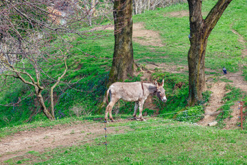 Donkey is walking through a grassy field. Donkey standing on a hill overlooking a scenic landscape
