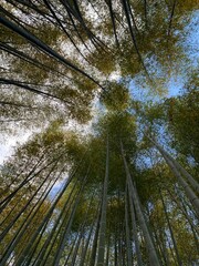 Bamboo Forest in Kyoto
