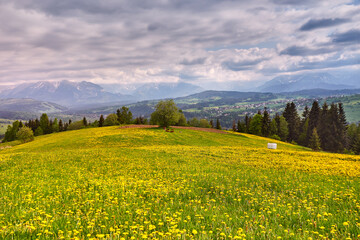 Flock of calves on blooming dandelion spring fields. Mountain ridge over blue sky in Poland. Beautiful warm day in spring Tatras. Mountains Landscape Panorama