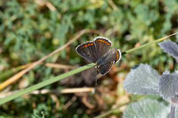 Obraz premium butterfly on a tree