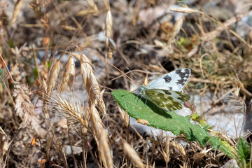 lizard on the grass