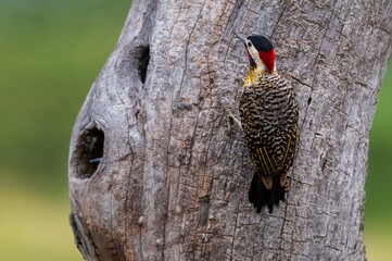 Green barred Woodpecker in forest environment,  La Pampa province, Patagonia, Argentina.