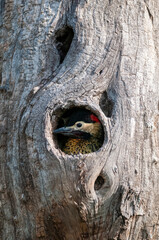 Green barred Woodpecker in forest environment,  La Pampa province, Patagonia, Argentina.