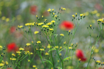 Smooth Hawksbeard flowers (Crepis capillaris) with poppies in the background.