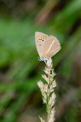 butterfly on a green leaf