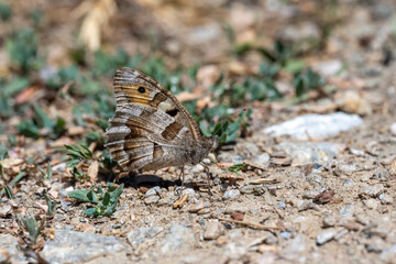 Satyridae / Cadı / Hermit / Chazara briseis