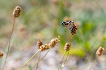 butterfly on a grass