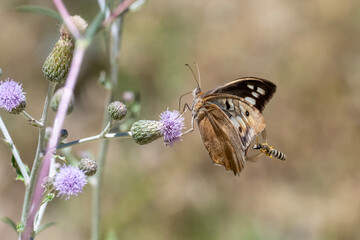 Satyridae / Cadı / Hermit / Chazara briseis © Yasin
