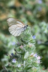 Pieridae / Alıç Kelebeği / Black-veined White / Aporia crataegi