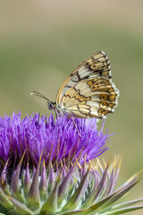 Satyridae / Orman Melikesi / Marbled White / Melanargia galathea