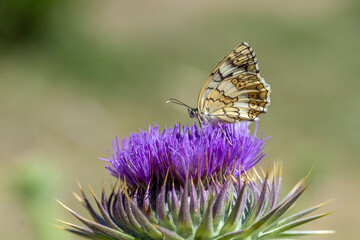 Satyridae / Orman Melikesi / Marbled White / Melanargia galathea