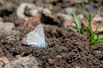 Lycaenidae / Çokgözlü Dafnis / Meleager's Blue / Polyommatus daphnis