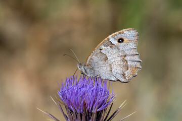 Fototapeta premium Satyridae / Cadı / Hermit / Chazara briseis