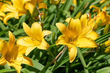 Close up of yellow daylily flowers