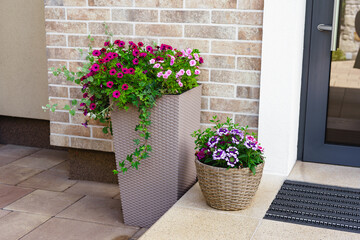 Floor flower pot with blooming petunia and verbena in basket on doorstep next to house entrance