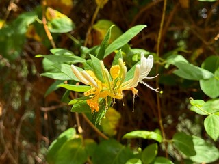 White yellow Lonicera japonica Caprifolium 