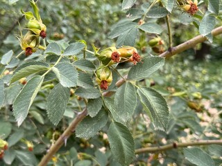 Field briar (Rosa agrestis) is an aromatic flowering plant.