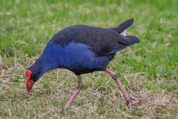 Australasian swamphen 
