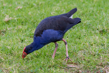 Australasian swamphen 