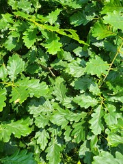 green leaves background