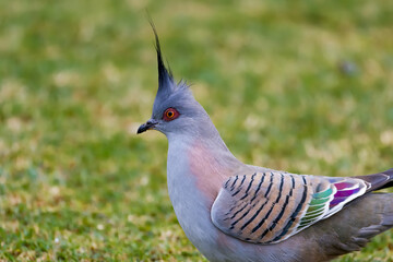 Crested pigeon 