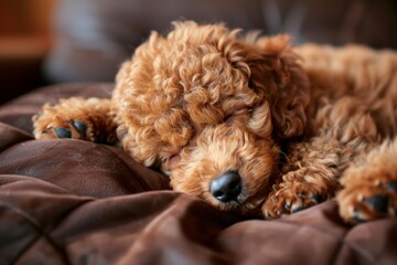 poodle puppy sleeping on the bed Generative AI