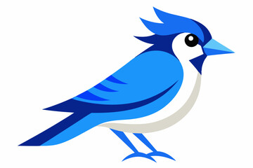 vector art a blue jay illustration