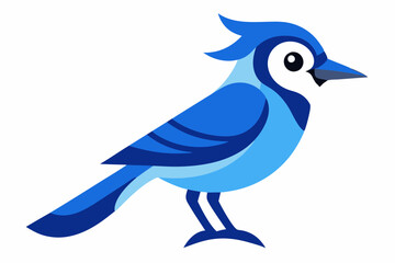 vector art a blue jay illustration