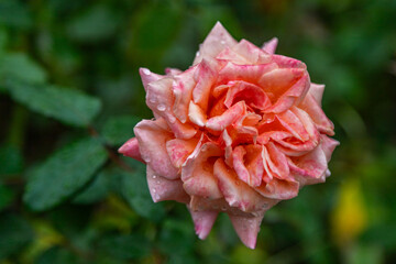 Close Up exposure of a Pink Roses covered in Dew, in a public garden in Christchurch, New Zealand