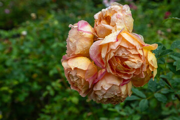 Close Up exposure of a Orange Roses covered in Dew, in a public garden in Christchurch, New Zealand