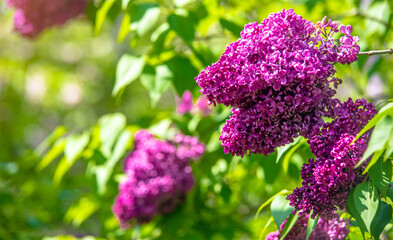 Pink lilac blooms in the Botanical garden
