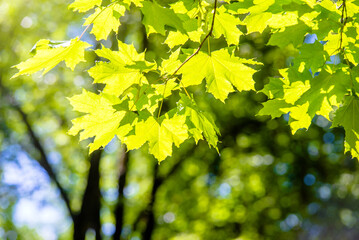 Green nature background with maple leaves
