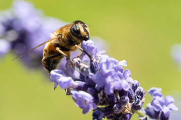 Honey Bee Collecting Pollen on Lavender