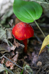 Scarlet Waxcap growing in a Canadian forest in Ontario.
