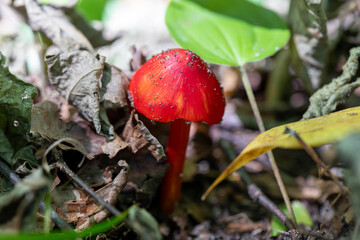 Scarlet Waxcap growing in a Canadian forest in Ontario.