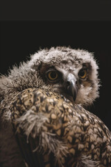 Fototapeta premium Owl close-up with detailed feathers and intense gaze on dark background