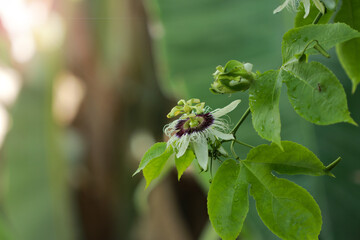 Passion fruit flower in the garden.