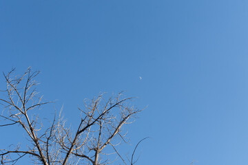 moon in the sky during the day and tree branches