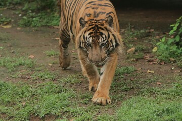 A sumatran tiger wanders around the area during the day