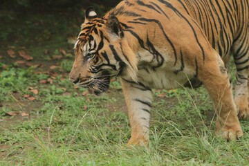 A Sumatran tiger wanders around the area during the day