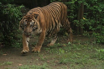 A Sumatran tiger wanders around the area during the day