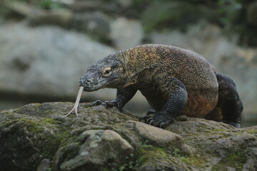 A Komodo dragon crawls on the rocks watching the surroundings during the day